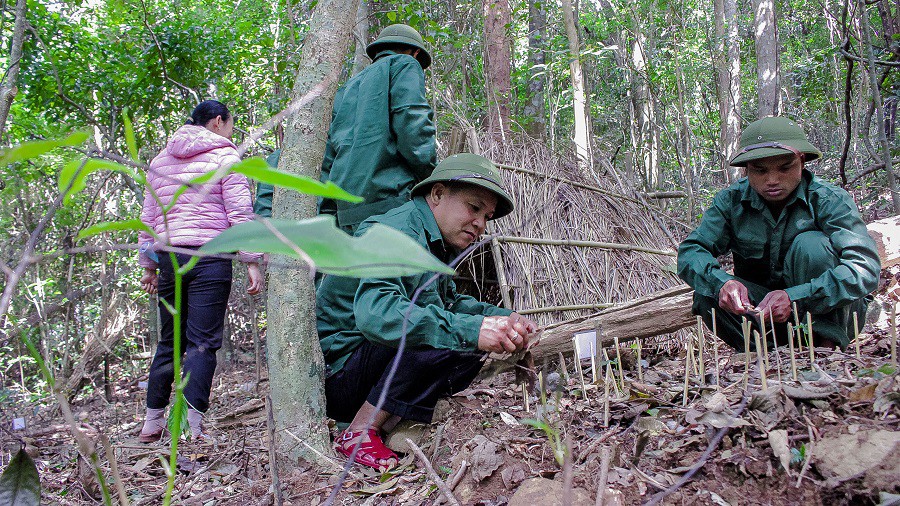Hơn 1.100 cây sâm Ngọc Linh được theo dõi, chăm sóc