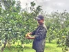 Chú trọng phát triển cây ăn quả có giá trị cao