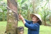Vươn lên làm giàu trên vùng đất đỏ bazan