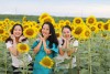 Giới trẻ thích thú check-in cánh đồng hoa hướng dương tại Quảng Trị