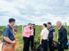 Hiệu quả kinh tế từ cây Tràm năm gân – Hướng phát triển bền vững tại Quảng Trị