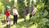 Phát triển cây hồ tiêu ở Tân Lập