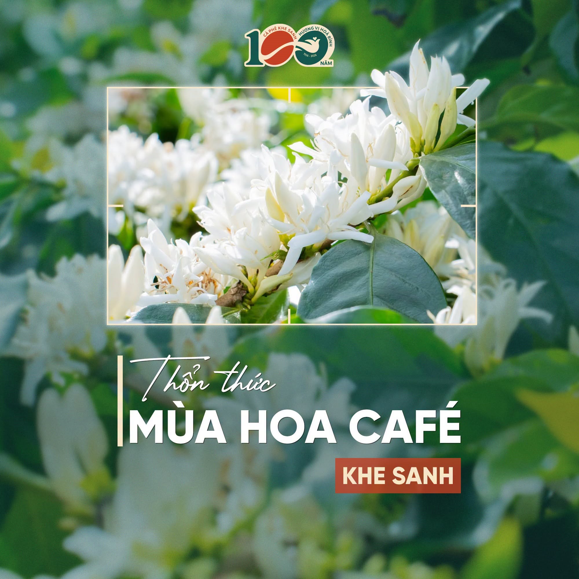 THỔN THỨC MÙA HOA CÀ PHÊ KHE SANH…