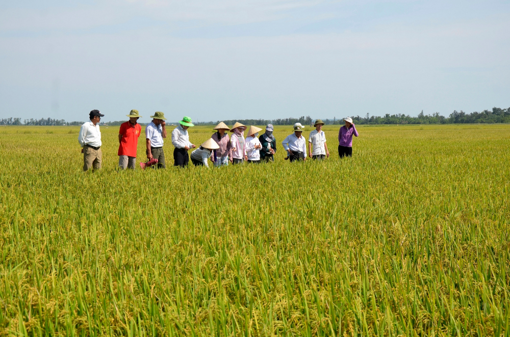 Cánh đồng lớn sản xuất một giống gạo hữu cơ